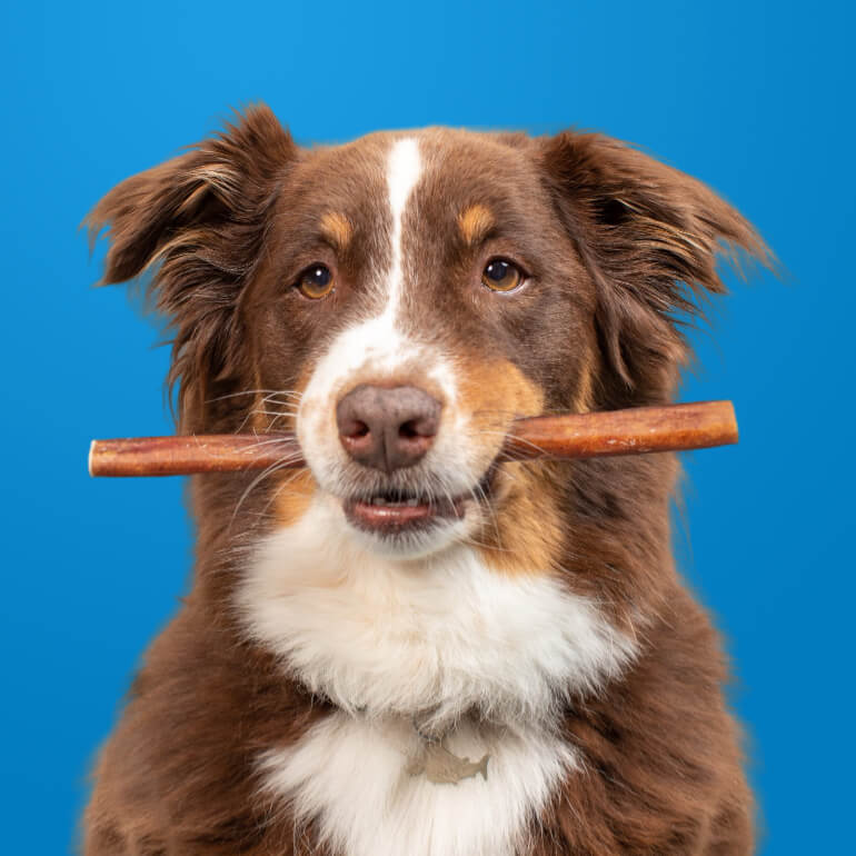 Pet Expertise™ Collagen 12 inch (Subscription)